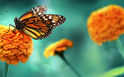 Why You Need to Watch Out for The Butterfly Effect