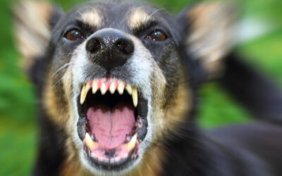 Does Your Dog Bite? Your (Substantial) Risk Remains